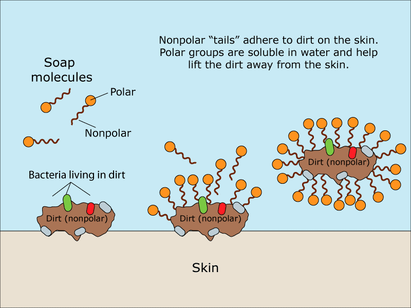 soap micelle diagram