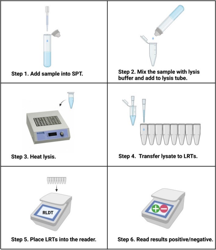 Diagram of LAMP assay instructions