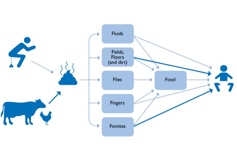 A flow diagram illustrating the transmission routes from fecal matter to a person. Arrows connect feces to fluids, fields, floors, flies, fingers, and fomites, which then lead to food and subsequently to a person, indicating potential contamination pathways.