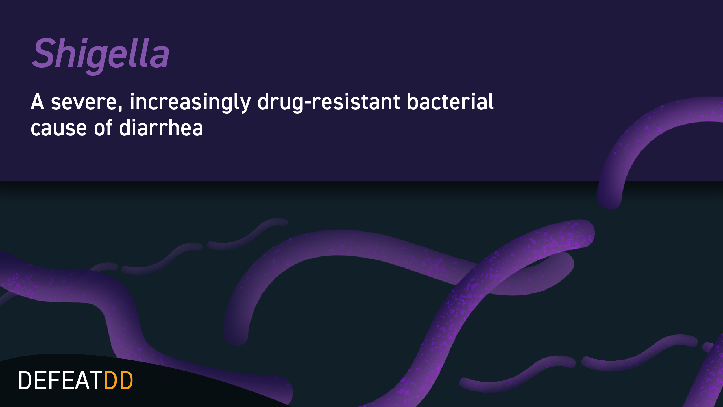 Shigella 