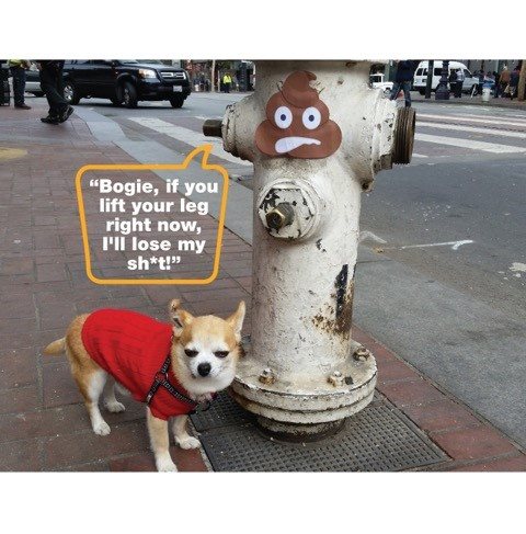 A small dog in a red sweater stands next to a fire hydrant on a sidewalk. A cartoon poop emoji with an upset expression and speech bubble appears on the hydrant, saying, "Bogie, if you lift your leg right now, I'll lose my sh*t!" Vehicles and buildings are in the background.