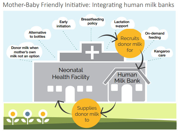 Illustration of a neonatal health facility and human milk bank. Arrows depict the cycle of recruiting and supplying donor milk. Benefits listed: donor milk use, breastfeeding policy, early initiation, and more. Background features a hospital and trees.