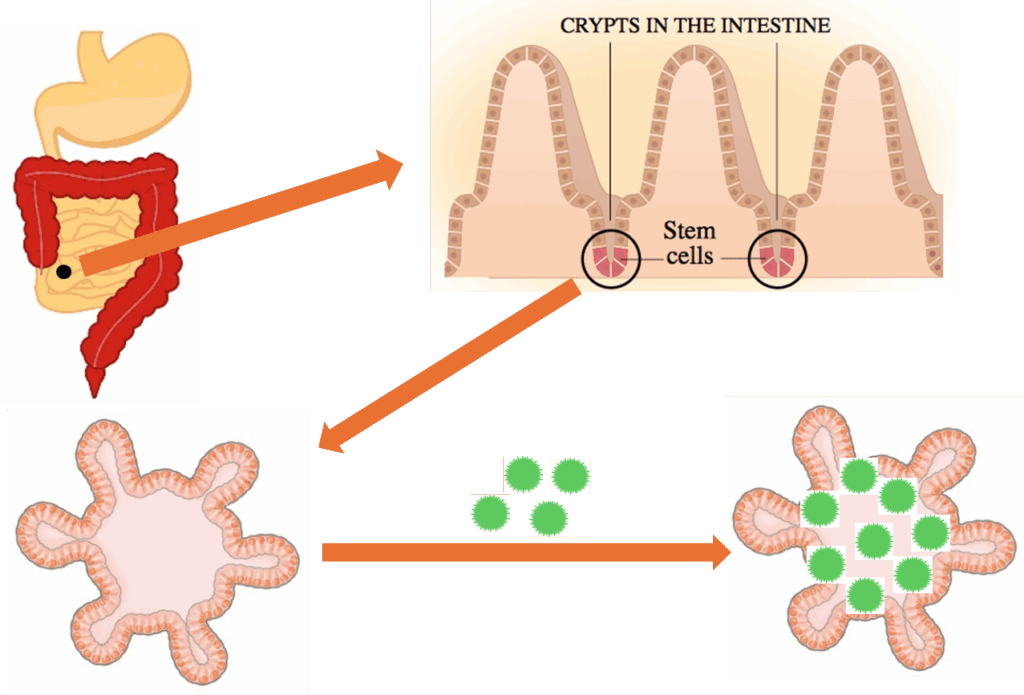 Diagram showing stem cells in intestinal crypts, highlighted in a close-up of the intestine lining, leading to a process where green circles increase on intestinal villi structures, representing stem cells forming mini guts in the laboratory.